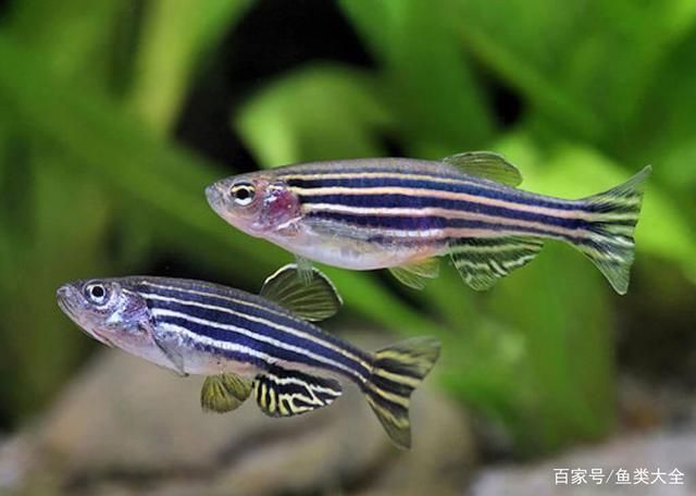 斑馬魚和曼龍魚混養：斑馬魚和曼龍魚可以混養嗎？