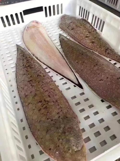 龍利魚和龍魚的區(qū)別圖片