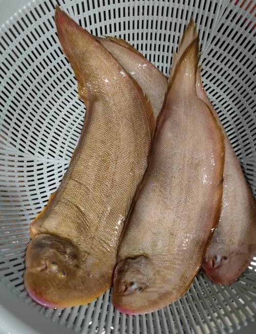 龍利魚和龍魚的區(qū)別圖片