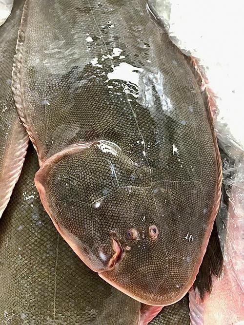 龍利魚和龍魚的區(qū)別圖片
