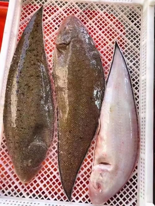 龍利魚和龍魚的區(qū)別圖片