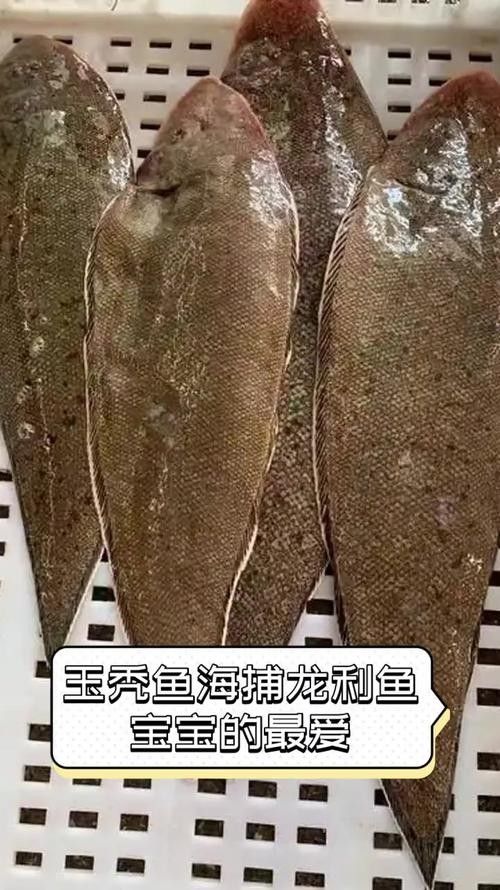 龍利魚和龍魚的區(qū)別圖片