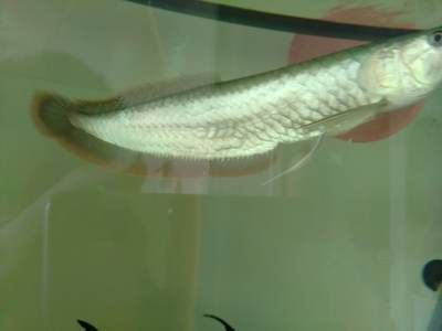 清道夫能和銀龍魚一起養嗎（清道夫和銀龍魚可以一起養取決于多種因素，但需謹慎管理）