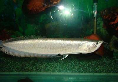 清道夫能和銀龍魚一起養嗎（清道夫和銀龍魚可以一起養取決于多種因素，但需謹慎管理）
