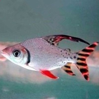 紅龍魚屬于熱帶魚嗎（紅龍魚屬于熱帶魚,熱帶魚是指生活在溫暖水域中的魚類）