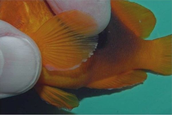 龍魚粘液過多是什么原因？