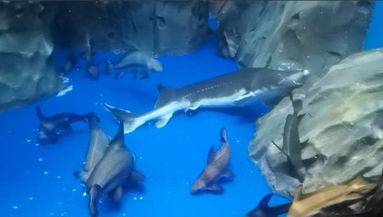 水龍魚是海里的嗎 水龍魚是海里的嗎 龍魚百科 第6張