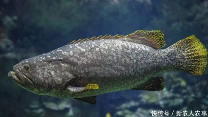 魚龍吃什么飼料：龍躉魚是一種生活在熱帶和亞熱帶和亞熱帶海洋的底層 魚龍吃什么飼料：龍躉魚是一種生活在熱帶和亞熱帶和亞熱帶海洋的底層 龍魚百科