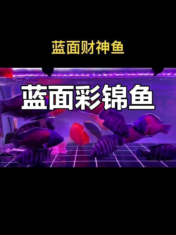 藍面財神魚是什么魚 藍面財神魚是什么魚 龍魚百科 第3張