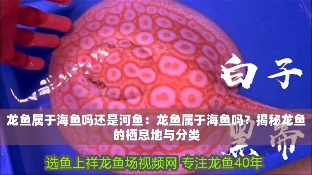 龍魚屬于海魚嗎還是河魚：龍魚屬于海魚嗎？揭秘龍魚的棲息地與分類