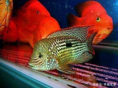 銀龍魚能和皇冠魚一起養嗎（銀龍魚和皇冠魚可以混養嗎？）