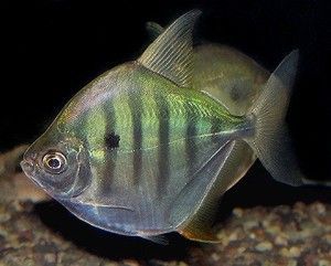 白子銀板咬龍魚（白子銀板魚可以和什么魚混養）