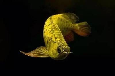 魚缸用增氧泵價格是多少:魚缸增氧機-xtrac增氧機-xtrac增氧機 龍魚不喜歡開燈怎么回事:燈光對龍魚的影響 龍魚百科 龍魚不喜歡開燈怎么回事:燈光對龍魚的影響 龍魚不喜歡開燈怎么回事:燈光對龍魚的影響 龍魚百科