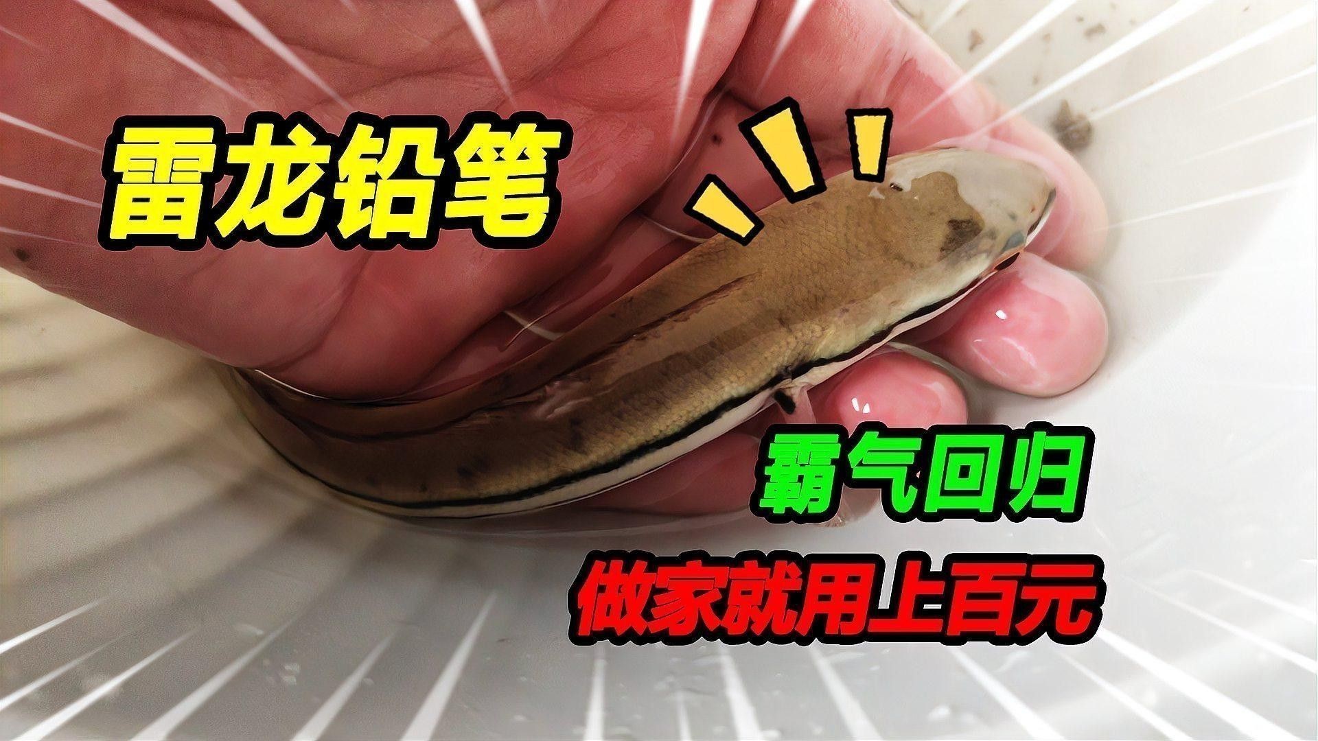 如何挑選健康的雷龍魚苗？ 如何挑選健康的雷龍魚苗？ 龍魚百科 第5張