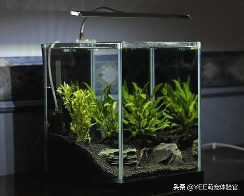 慧班魚缸（慧班魚缸創意款式欣賞）
