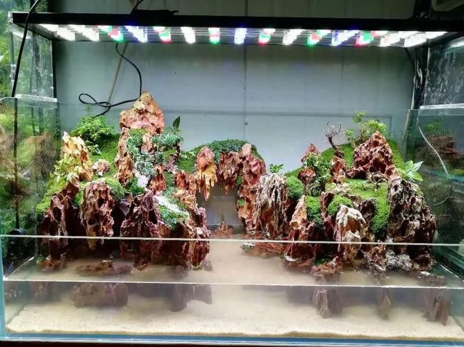 大型龍魚缸造景效果圖片大全 龍魚百科 第8張 大型龍魚缸造景效果圖片大全 大型龍魚缸造景效果圖片大全 龍魚百科 第8張
