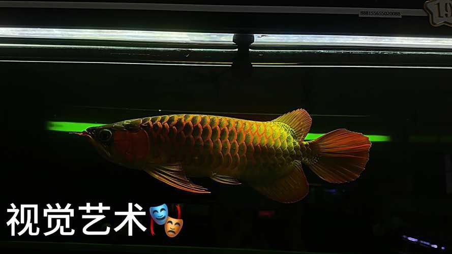 大型龍魚缸造景效果圖片大全 龍魚百科 第11張 大型龍魚缸造景效果圖片大全 大型龍魚缸造景效果圖片大全 龍魚百科 第11張