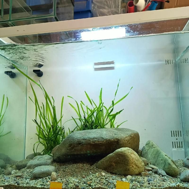 大型龍魚缸造景效果圖片大全 龍魚百科 第26張 大型龍魚缸造景效果圖片大全 大型龍魚缸造景效果圖片大全 龍魚百科 第26張