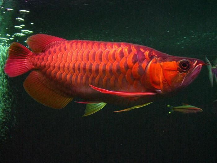 金鼓魚淡水能養活嗎