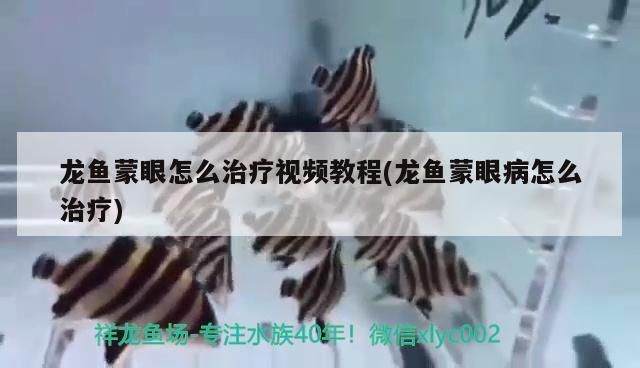 龍魚蒙眼了怎么辦啊：龍魚蒙眼了怎么辦