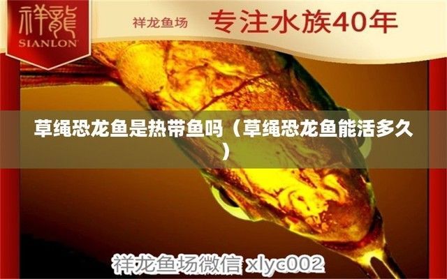 草繩恐龍魚(yú)能和什么魚(yú)養(yǎng)在一起，草繩恐龍魚(yú)可以與大型脂鯉科魚(yú)、慈鯛科魚(yú)、鯰科魚(yú)等大型魚(yú)類(lèi)混養(yǎng)