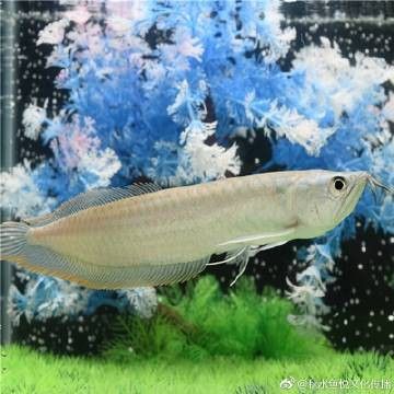 龍魚立鱗病多久能完全恢復？