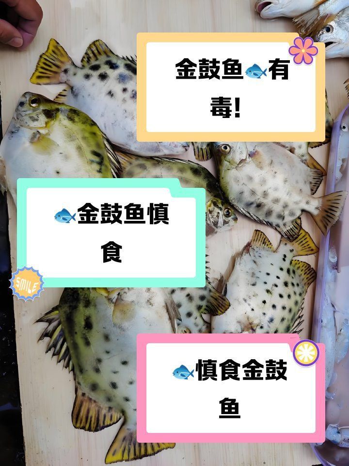 龍魚配魚的最佳數(shù)量是多少？