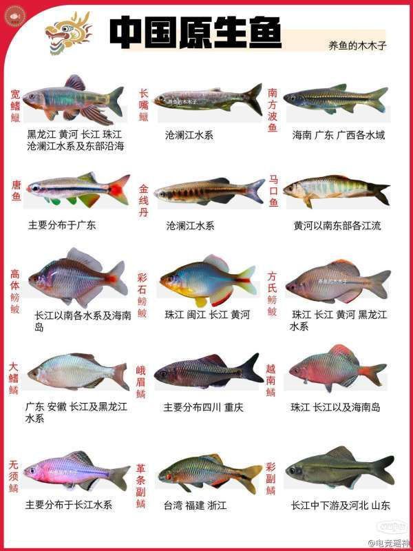 金線丹和半線丹區別
