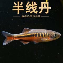 金線丹和半線丹區別