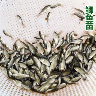 龍魚喂魚苗要經過處理嗎？：喂食龍魚魚苗需要經過消毒、喂食、調整水溫和飼養