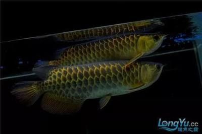 和興龍魚(yú)（亞洲龍魚(yú)與金龍魚(yú)的區(qū)別）
