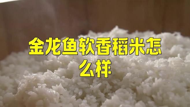 金龍魚軟香稻5kg多少錢