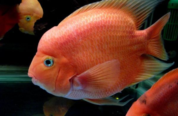 豬肉可以喂銀龍魚嗎（銀龍魚可以吃豬肉嗎，銀龍魚可以吃豬肉，但不意味著這是最佳選擇） 豬肉可以喂銀龍魚嗎（銀龍魚可以吃豬肉嗎，銀龍魚可以吃豬肉，但不意味著這是最佳選擇） 龍魚百科 第5張