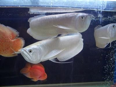 豬肉可以喂銀龍魚嗎（銀龍魚可以吃豬肉嗎，銀龍魚可以吃豬肉，但不意味著這是最佳選擇） 豬肉可以喂銀龍魚嗎（銀龍魚可以吃豬肉嗎，銀龍魚可以吃豬肉，但不意味著這是最佳選擇） 龍魚百科 第3張