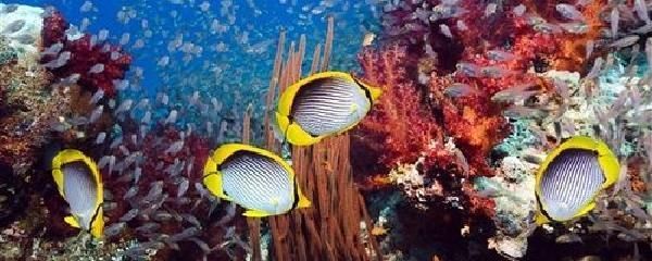 龍魚二十度水溫會：龍魚在20度的水溫下可以暫時生存，但不是理想生活環境