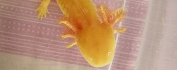 龍魚二十度水溫會：龍魚在20度的水溫下可以暫時生存，但不是理想生活環境