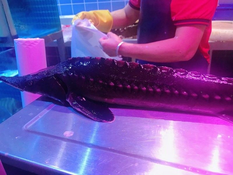 鱘龍魚清蒸 白色筋