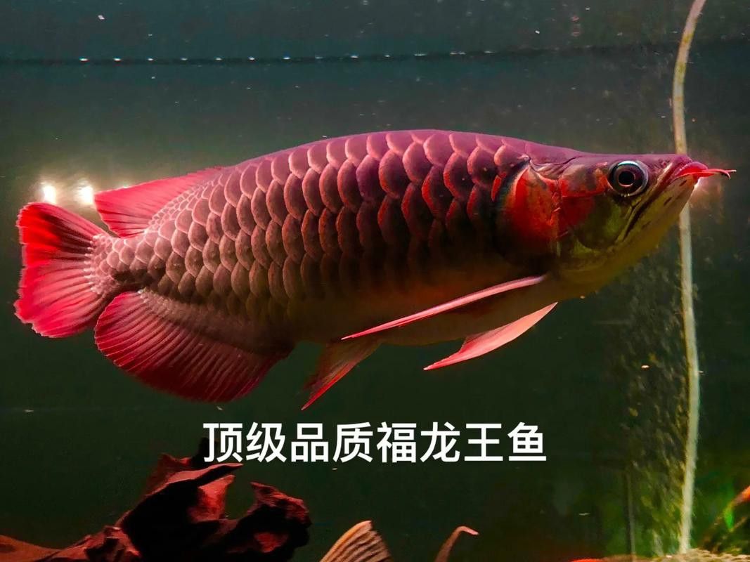 紅福龍魚圖片高清 紅福龍魚圖片高清 龍魚百科 第26張