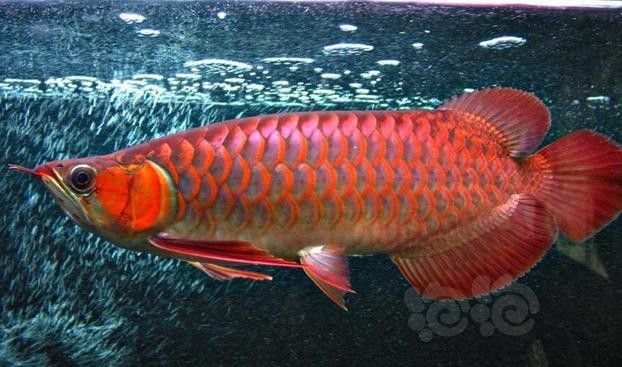 紅福龍魚圖片高清 紅福龍魚圖片高清 龍魚百科 第37張