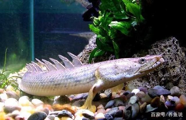 給龍魚起什么名字好聽點的（給龍魚起名字好聽又有趣又有意義的品種和特點）