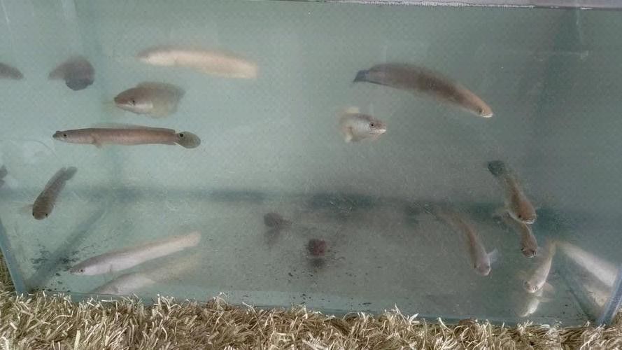 金龍魚和雷龍魚可以混養嗎圖片大全大圖