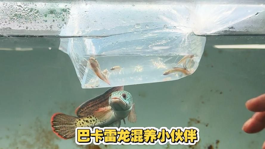 金龍魚和雷龍魚可以混養嗎圖片大全大圖