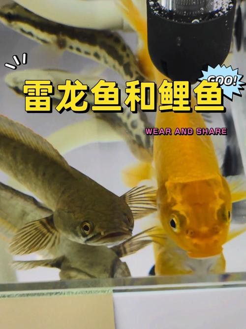 金龍魚和雷龍魚可以混養嗎圖片大全大圖