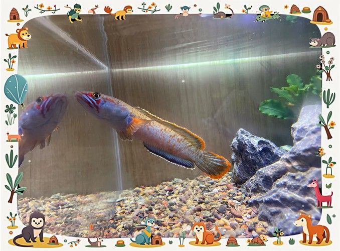 金龍魚和雷龍魚可以混養嗎圖片大全大圖