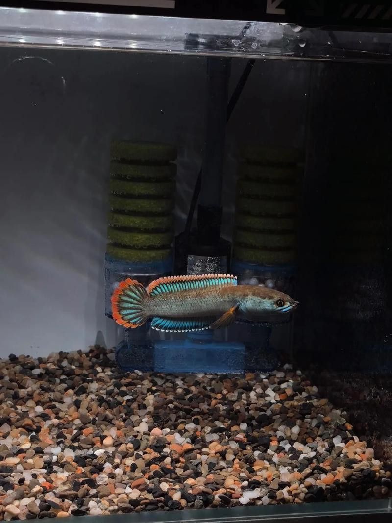 金龍魚和雷龍魚可以混養嗎圖片大全大圖