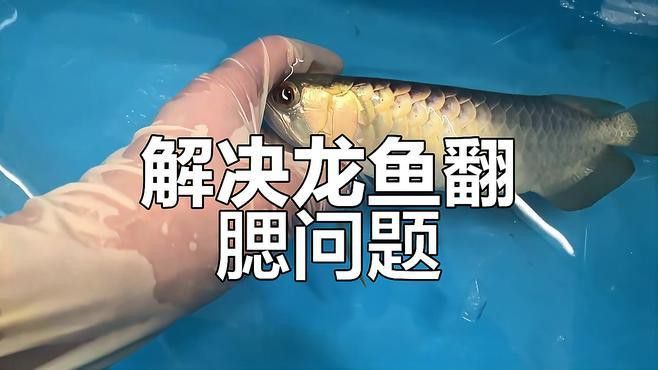 如何早期發現龍魚翻鰓？