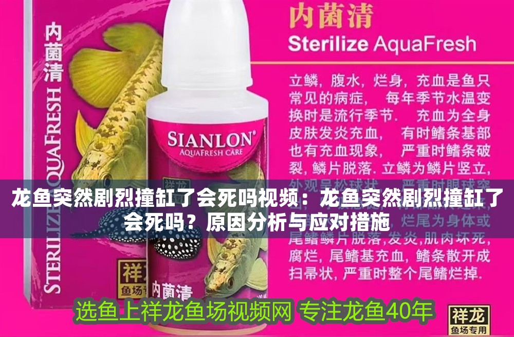 龍魚突然劇烈撞缸了會死嗎視頻：龍魚突然劇烈撞缸了會死嗎？原因分析與應對措施