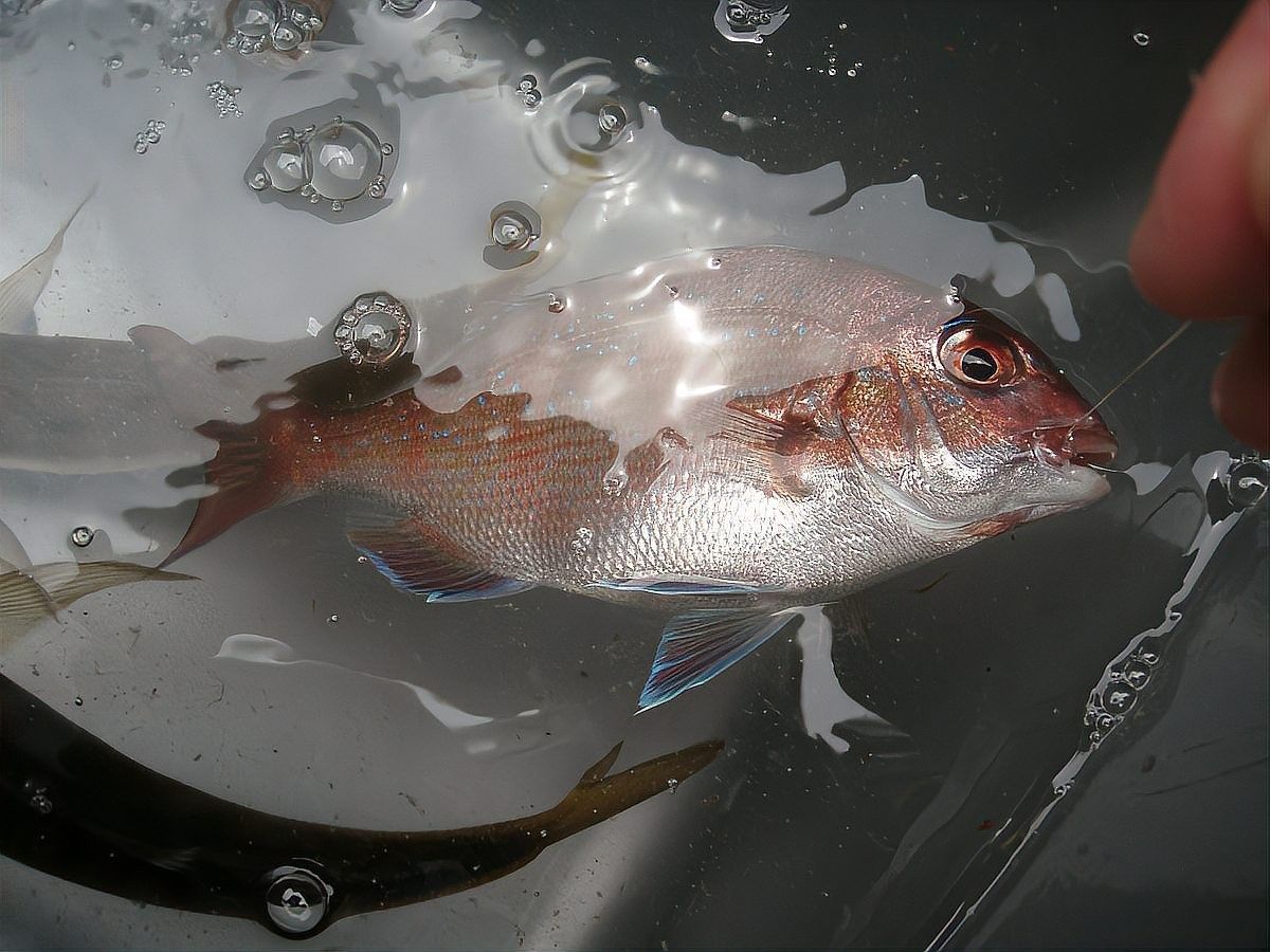 龍魚虎魚魚粑粑是灰白色