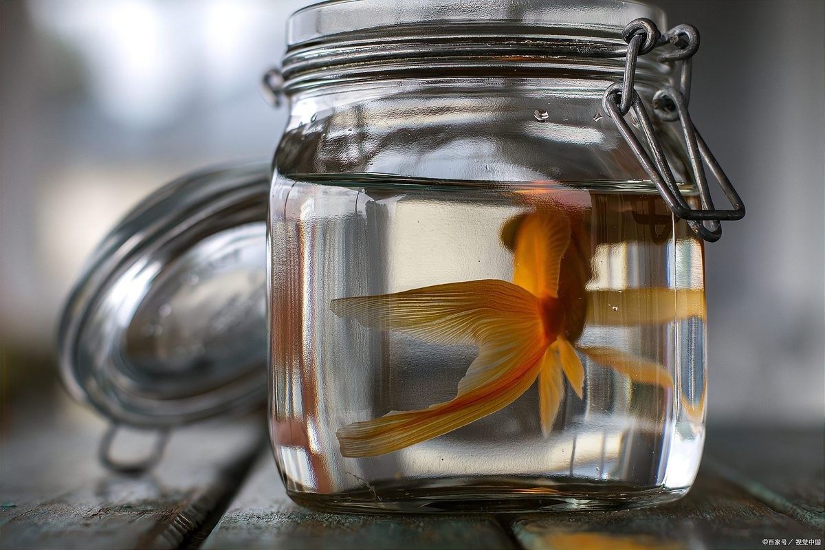 銀龍魚越養顏色越深怎么回事