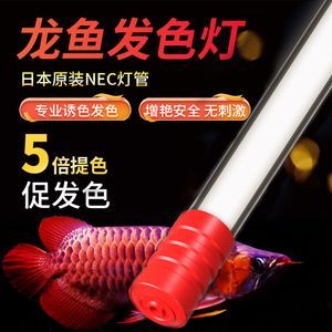 龍魚專用燈價格多少錢一個啊(龍魚專用燈價格) 龍魚百科 第1張 龍魚專用燈價格多少錢一個啊(龍魚專用燈價格) 龍魚專用燈價格多少錢一個啊(龍魚專用燈價格) 龍魚百科 第1張
